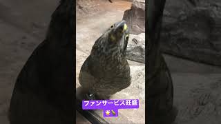 いたずらっ子？可愛い鳥ちゃん🦜💓