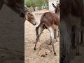 #donkey #animals #shortsfeed #youtubeshorts #pets#nature