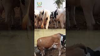 இந்த 3 மாடும் ஒரே தரத்துல இருக்கு  #cow #cow market #vivasayaarvalargal #shorts