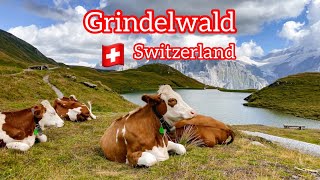 Grindelwald Svizzera 🇨🇭 un posto meraviglioso da visitare, heaven on earth 🌍 | 4K