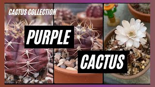 Purple Cactus Collection / #cactus