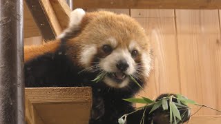 レッサーパンダ　令くん　寝そべって笹の葉食べています　【東山動物園】Red panda Rei-kun Higashiyama Zoo