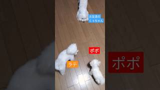 【子犬3ヶ月動画】お友達と遊ぶ子犬870グラムすごい　#マルチーズ　#子犬　#仔犬　#こいぬ　#幼犬　#パピー犬　#dog 　#maltese 　#play 　#my 　#遊び　#お友達　