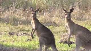 Kangaroo Sounds  and Pictures for Teaching