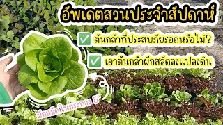 อัพเดตต้นกล้าที่ประสบภัยรอดหรือไม่? | เอาผักสลัดลงแปลงดินสวนหลังบ้าน