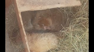 ตุ่น คล้ายหนูตะเภาอ้วนๆ Albino bamboo rat