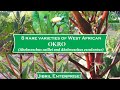 EXPLORATION OF 8 VARIETIES OF WEST AFRICAN OKRO (ABELMOSCHUS CAILLEI AND ABELMOSCHUS ESCULENTUS)