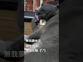 【ロシアンブルー】めろん、なぜか必死に顔を洗う【猫】 shorts