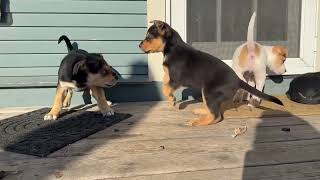 Video of adoptable pet named Chinook