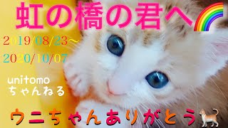 ［保護猫］ウニのニャン生（白血病ウイルス発症した愛猫）🐾１年の大切な時間🐾