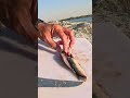 filleting sardines for bait itsmorefuninfishing kftvtoconnectandentertain