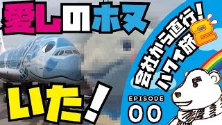 🌈【2019会社から直行！ハワイ旅2_00】愛しのホヌいた！初めてのフライングホヌを見に行ったら本物がいた！