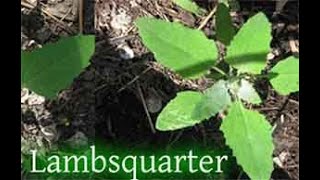 Benefits of Lambsquarter and Nettles