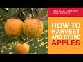 How to Harvest and Store Apples