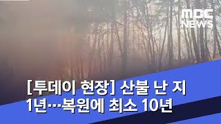 [투데이 현장] 산불 난 지 1년이 지났는데…복원에 최소 10년 (2019.04.04/뉴스투데이/MBC)