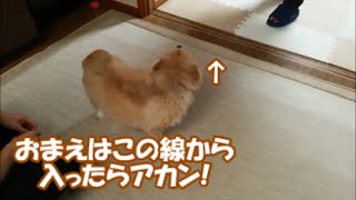 すぐキレるポメラニアン127  わかりやすく差をつけてまうねん!