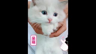 呆萌可爱！小猫咪🐱喜欢点赞+1 #猫 #吸猫 #布偶猫 #小猫 #爱你不止3亿遍