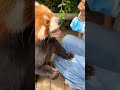 panda smallanimalscancureit redpanda