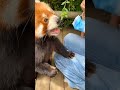 panda smallanimalscancureit redpanda