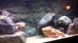 100g Malawi Juveniles Display Tank