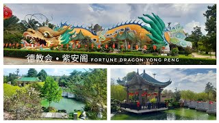 柔佛• 永平 | 德教会 • 紫安阁 Fortune Dragon Yong Peng | Johor