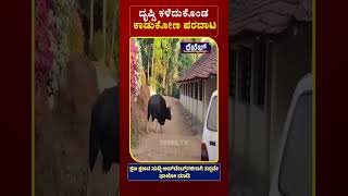 ದೃಷ್ಟಿ ಕಳೆದುಕೊಂಡ ಕಾಡುಕೋಣ ಪರದಾಟ | Gaur | REBEL TV