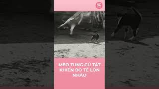 Mèo tát bò ngã bật ngửa - MUC Women