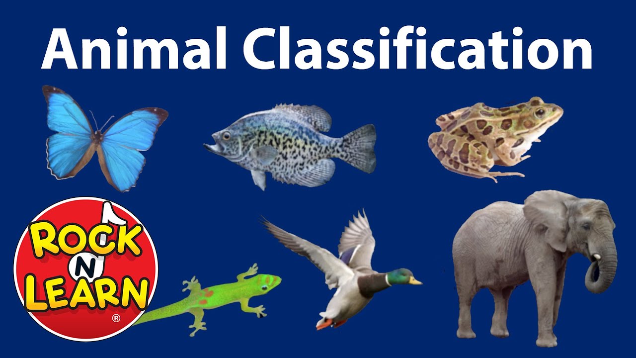 Animal Classification For Kids - YouTube