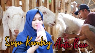 CARA MERAWAT KAMBING 