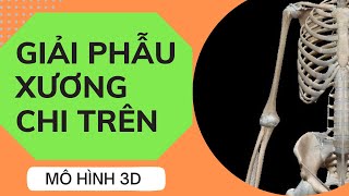 Thực hành giải phẫu xương chi trên 3D I Giải phẫu học cơ thể người