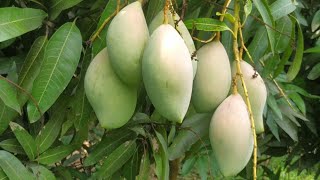 ಮಾವಿನ ತೋಟದಲ್ಲಿ ಒಂದು ರೌಂಡ್ /Mango🥭🥭 farm visit