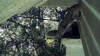 Ladder Rescue for Young Squirrels