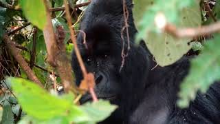 Exploring Bwindi Impenetrable National Park