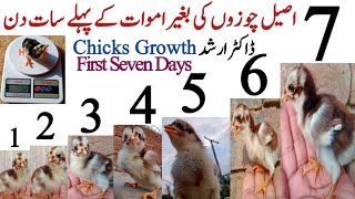 Asil Chicks First Seven Days Care and Management | Aseel Chicks Growth | Asil Chickens Farming