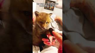 Rescue a fox #animalshorts #shortvideo #animalrescue