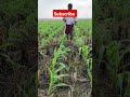 farming raithusongs raithu agriculture trendingshorts tractorlover