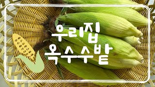 강원도 찰옥수수 농사, 아임어파머 옥수수 키우기, 채종부터 미백2호까지