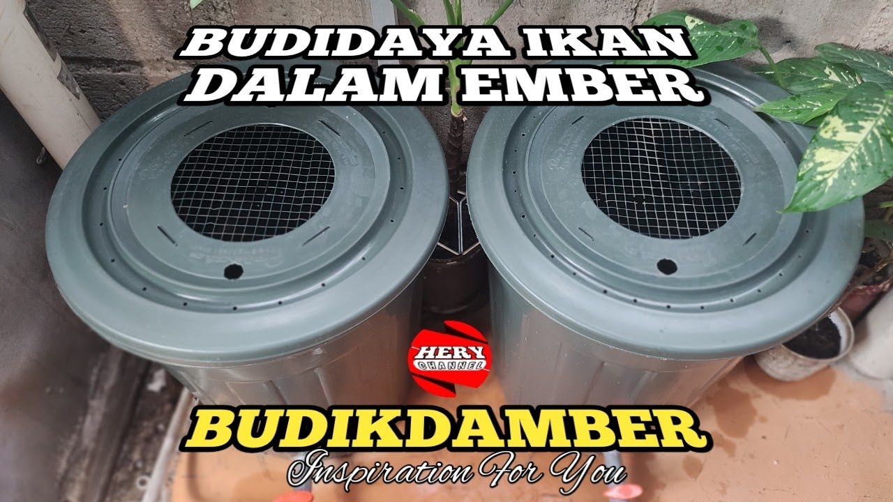 Budidaya Ikan Di Dalam Ember - Budikdamber - YouTube