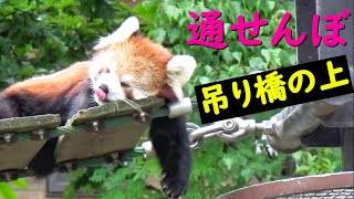 吊り橋は通せんぼ☆カワイイが渋滞！☆レッサーパンダ　旭山動物園