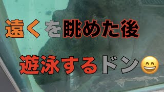 【円山動物園カバ】遠くを眺めた後遊泳するドン😄