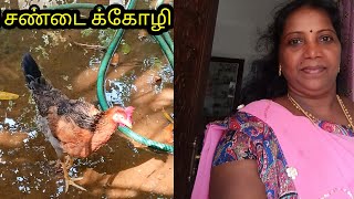 கோழியுடன் ஒரு சண்டை