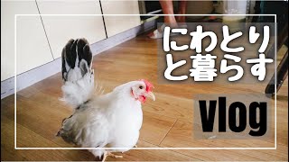 【初投稿】にわとりと暮らす人/桂ちゃぼ　#1 chabo【Vlog】