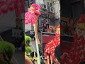 Chinese New Year dragon dance HK  @saruthapa3969 #short #entertainment #youtuber #video