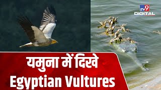 Yamuna में दिखा 53 Egyptian Vultures का झुंड | Delhi News | #TV9D