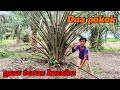 Dua pokok gas aja terus bossku