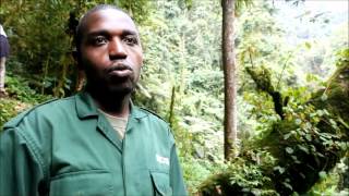 Nyungwe National Park, Rwanda: Tourism and Tourist Attractions (Interview with Kambogo Ildephonse)