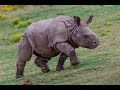 Rhino Calf Joins Crash at San Diego Zoo Safari Park