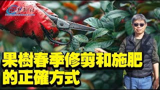 果樹 春季修剪 和施肥 的正確方式