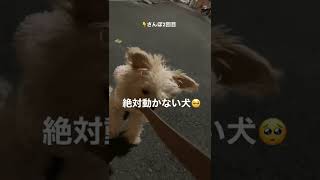 【生後4ヵ月のお散歩】絶対歩かないチワプーの子犬