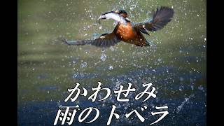 かわせみ　kingfisher  雨のトベラ